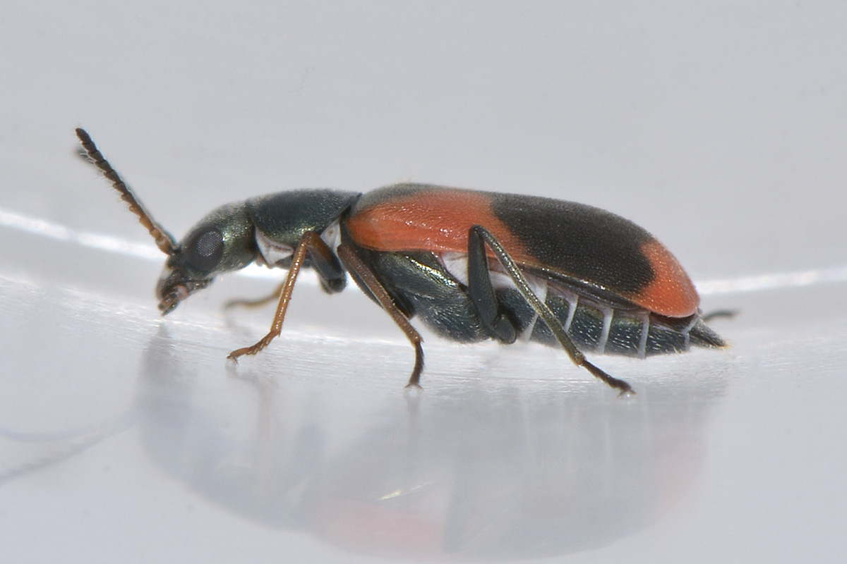 Anthocomus equestris - Malachiidae